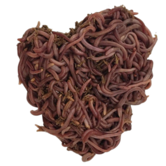 Red Wigglers Composting Worms (shipped separately)