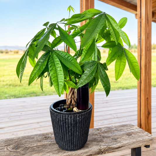Thirsty Earth: Indoor/Outdoor CottaCup Watering System For Containers & Grow Bags