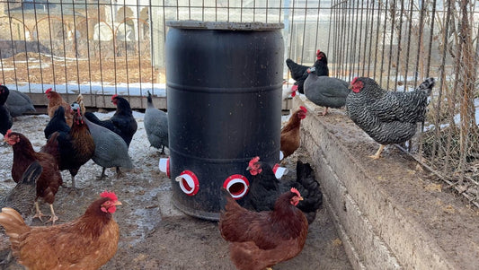 A huge well designed Thirsty Earth chicken feeder