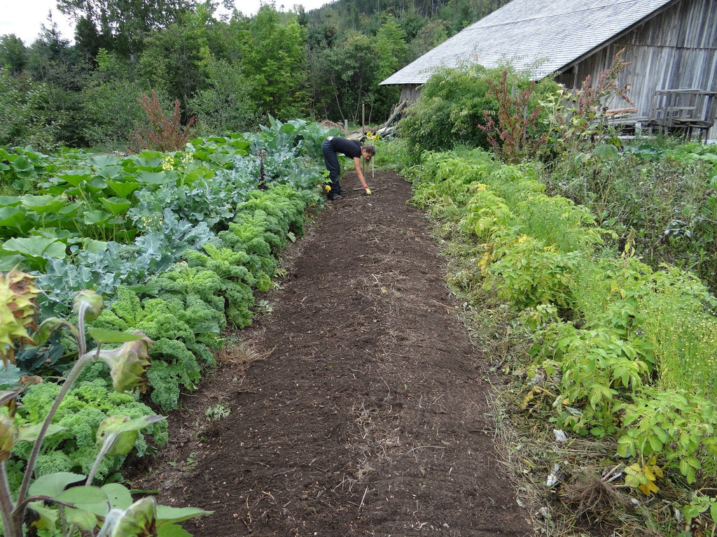 the best mulch for your vegetable garden