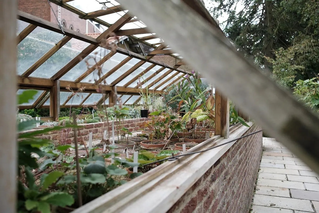 8 Considerations When Building a Greenhouse in Your Backyard