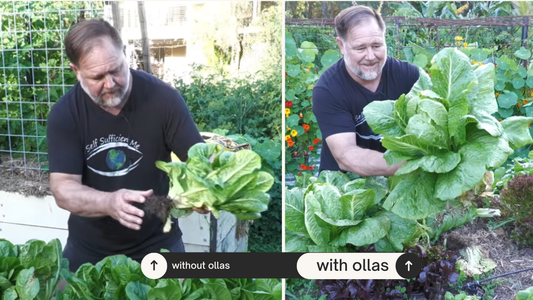 VIDEO: SAVE WATER and GROW BIGGER at the SAME TIME with Olla Irrigation!