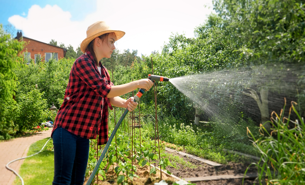 Garden being sprayed by a hose