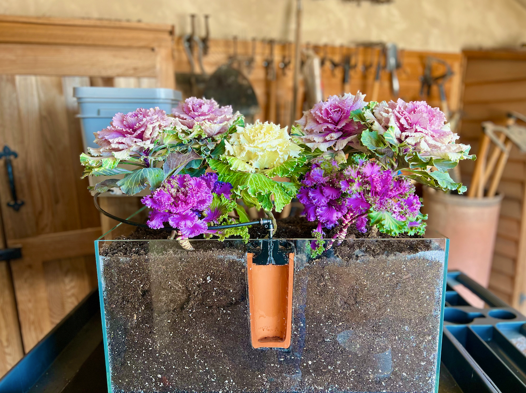 VIDEO: How Ollas Work to Water Your Garden (using insanely less water)