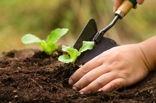 VIDEO: When to Start Seeds & Plant Your Garden (Avoid Late Frost!) | Zone Guide + Olla Irrigation Tips