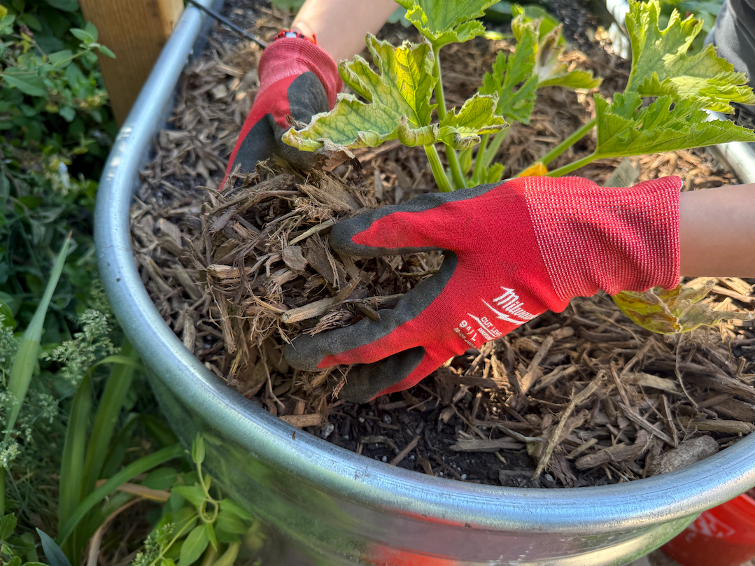 mulch to retain soil moisture how thick should mulch be mulch alternatives keep plant roots cool reduce garden watering