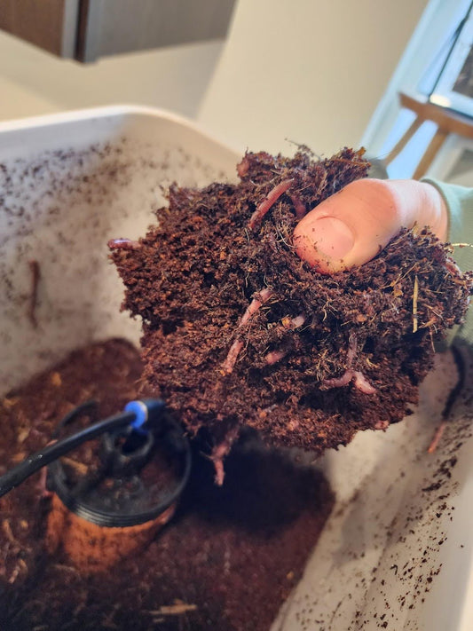 Why You Should Use an Olla for Vermicomposting