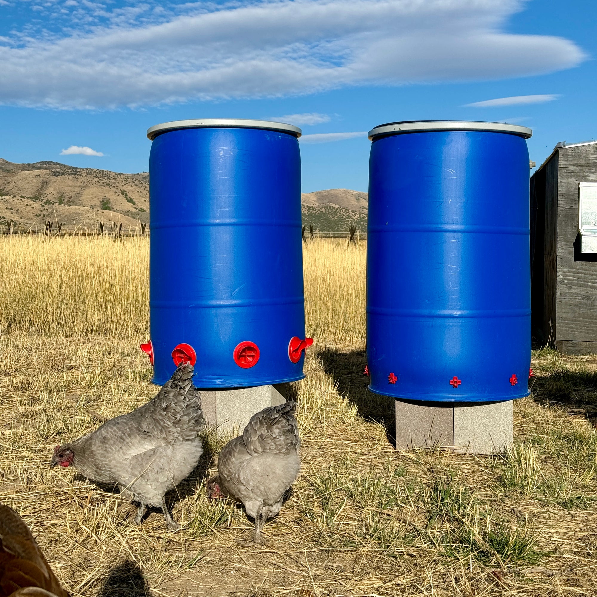 Easy Chickens DIY Chicken Feeder 55 Gallon Cone Kit Add-On