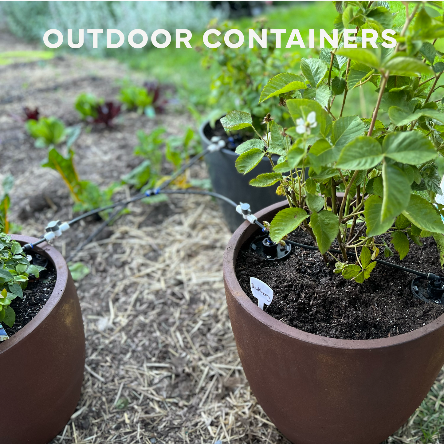 Thirsty Earth: Indoor/Outdoor CottaCup Watering System For Containers & Grow Bags