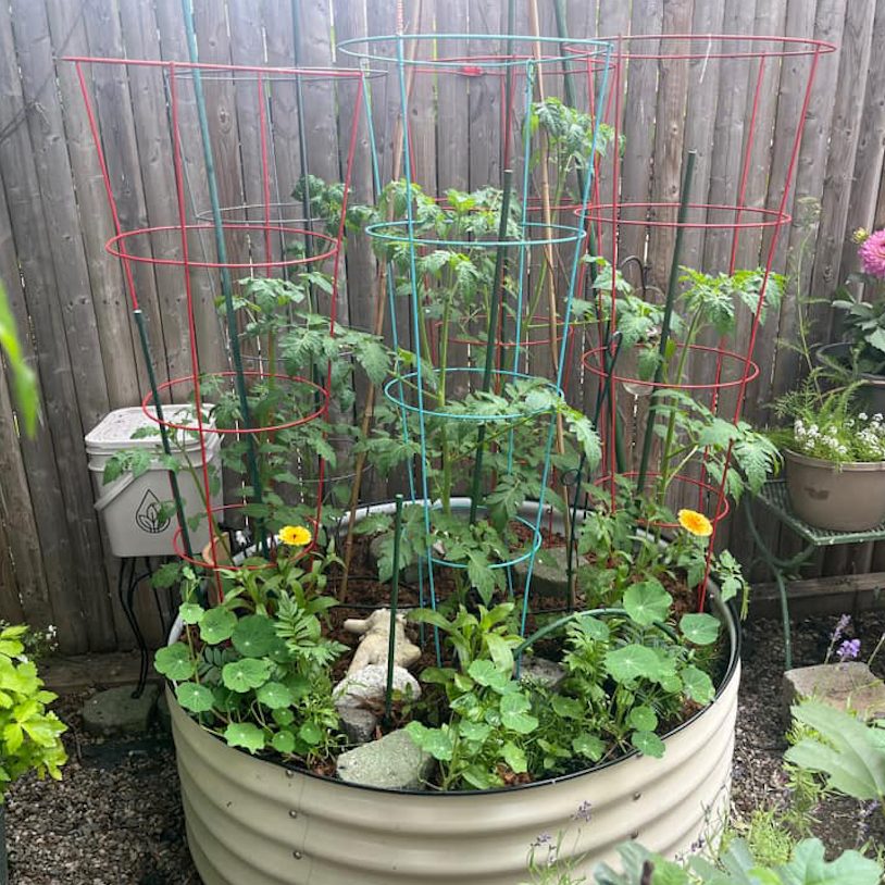 Thirsty Earth: Indoor/Outdoor CottaCup Watering System For Containers & Grow Bags