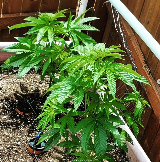Thirsty Earth: Indoor/Outdoor CottaCup Watering System For Containers & Grow Bags