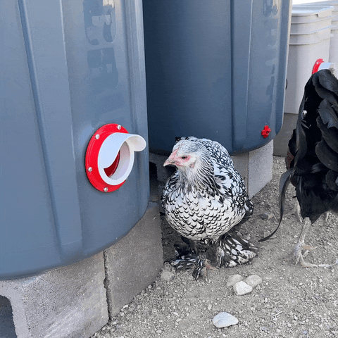 New Easy Chicken Feeder and Automatic Chicken Waterer Kits – Chicken Chores Just Got 20X Easier