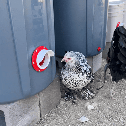 New Easy Chicken Feeder and Automatic Chicken Waterer Kits – Chicken Chores Just Got 20X Easier
