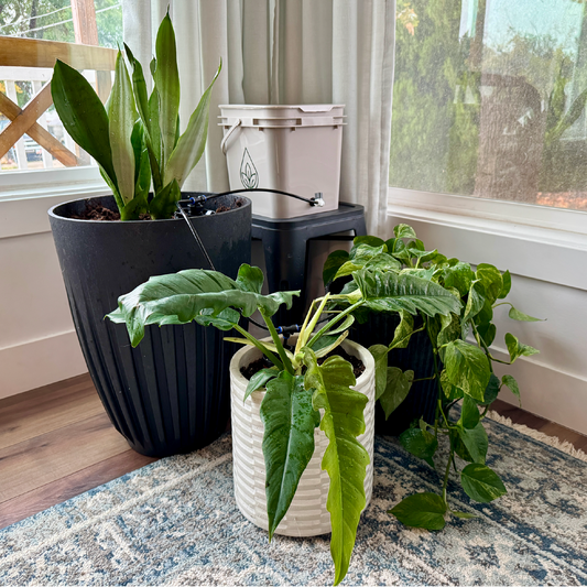 Thirsty Earth: Indoor/Outdoor CottaCup Watering System For Containers & Grow Bags