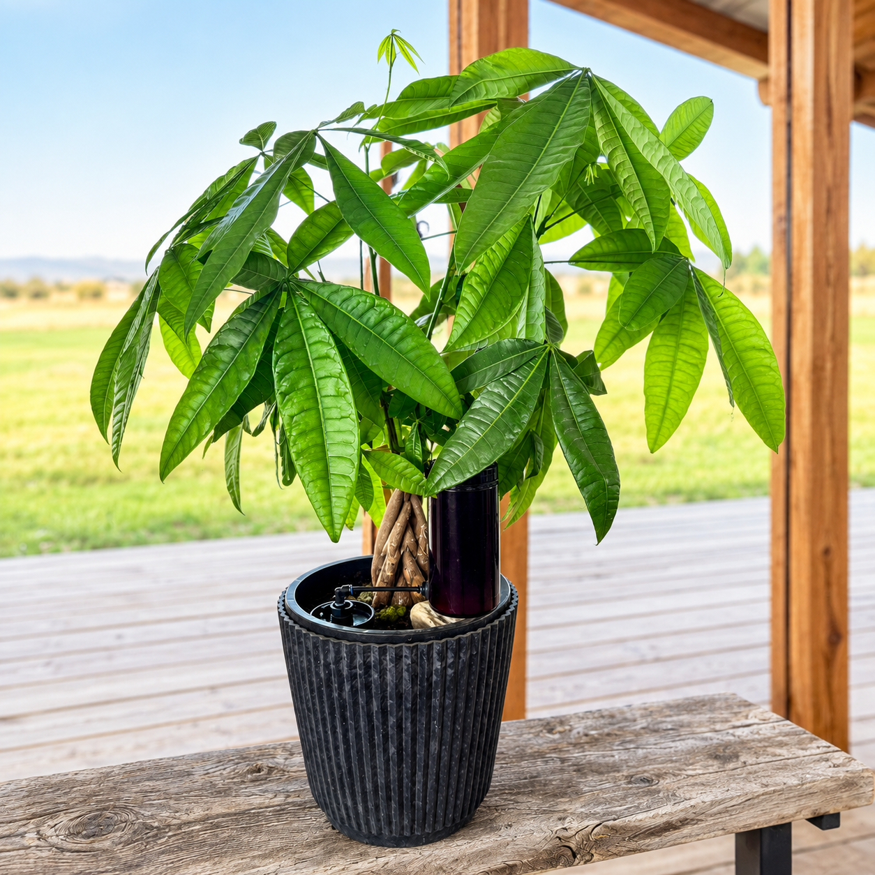 Thirsty Earth: Indoor/Outdoor CottaCup Watering System For Containers & Grow Bags