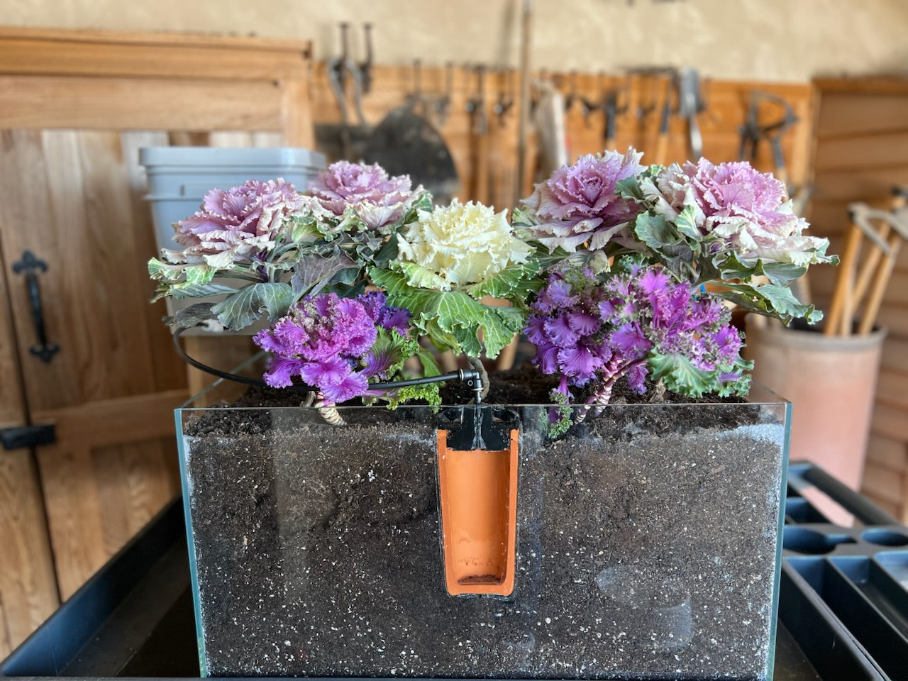 CottaCup Self-Watering Olla — 1 Cup | Blem Sale: Chips, Cracks & Cosmetic Seconds