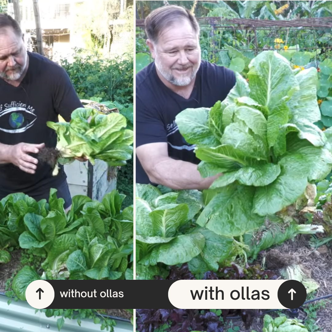 CottaCup Self-Watering Olla — 1 Cup | Blem Sale: Chips, Cracks & Cosmetic Seconds